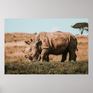 POSTER RHINO ESTÁ EM ÁFRICA GRAZANDO