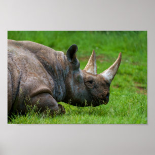 Poster Rhino Na Grama