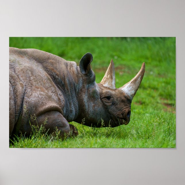 Poster Rhino Na Grama (Frente)