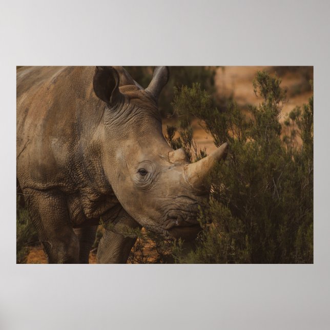POSTER RHINO SELVAGENS (Frente)