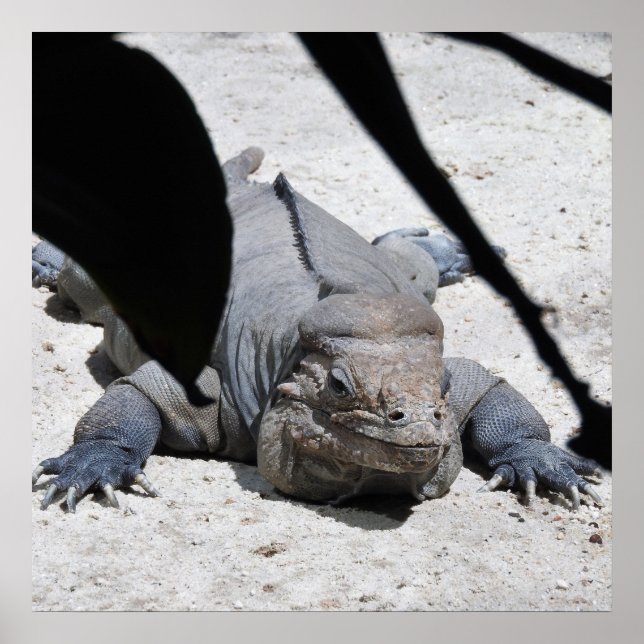 Poster Rhinoceros Iguana (Frente)