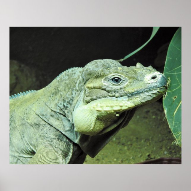 Poster Rhinoceros Iguana (Frente)