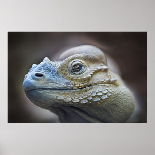 POSTER RHINOCERUS IGUANA, CARIBE