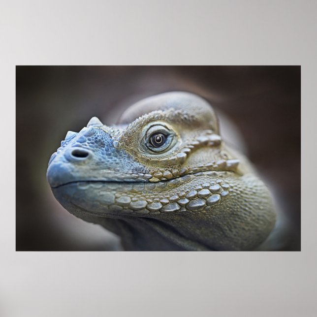 POSTER RHINOCERUS IGUANA, CARIBE (Frente)