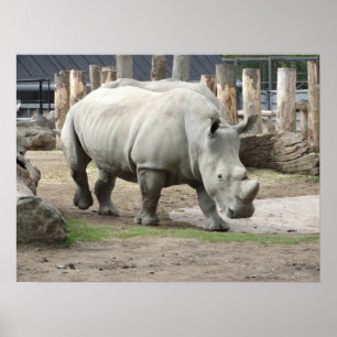 Poster Rhinos brancos do norte pstos em perigo