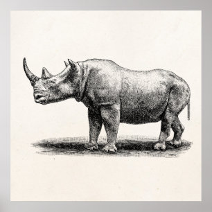 Poster Rhinos do rinoceronte da ilustração do rinoceron