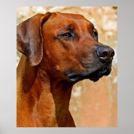 Pôster Rhodesian ridgeback