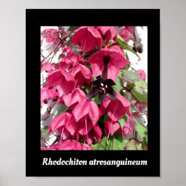 Poster Rhodochiton atrosanguineum
