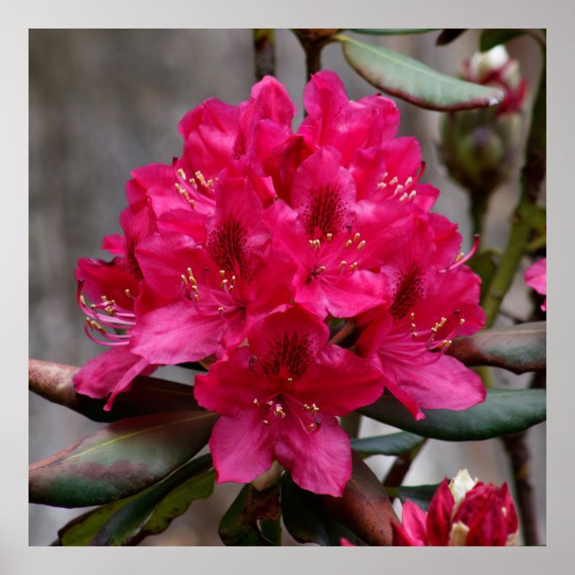 Poster Rhododendron (Frente)