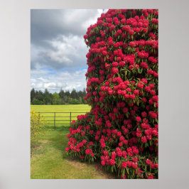 Poster Rhododendron e Scenic View na Escócia