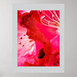 Poster Rhododendron FLOR