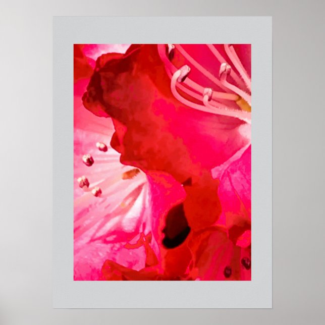 Poster              Rhododendron 	FLOR (Frente)