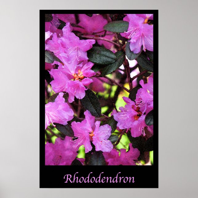Poster Rhododendron Garden Flowers Natureza Floral (Frente)