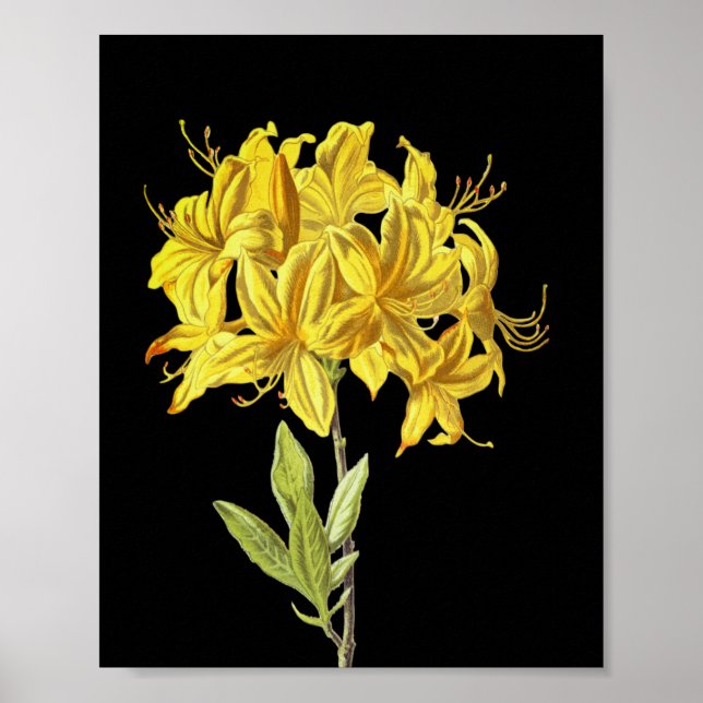 Poster Rhododendron luteum (Azalea Ponta) (Frente)