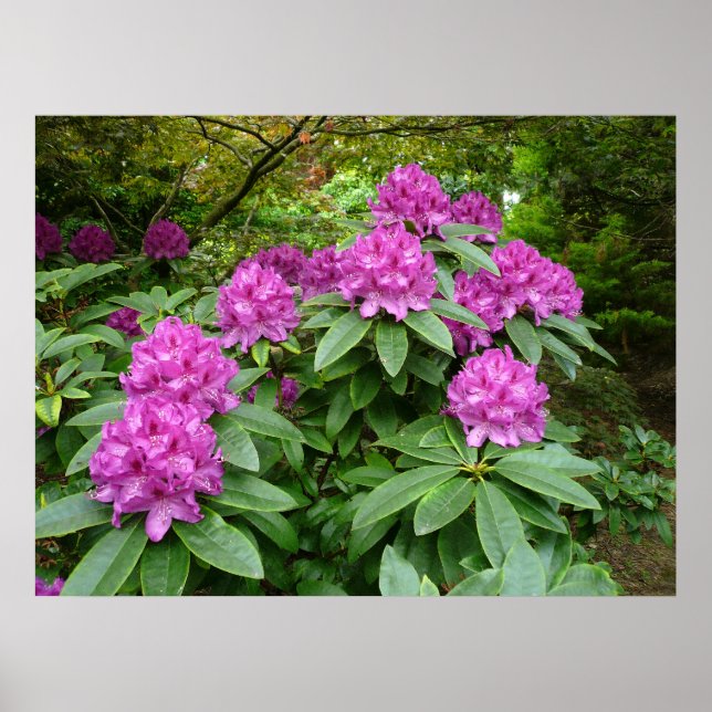 Poster Rhododendron Ponticum (Frente)