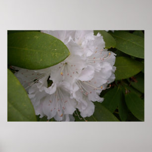 Pôster Rhododendrons brancos Flores Rhododendron