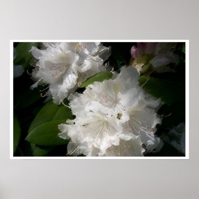 Pôster Rhododendrons Brancos Suaves (Frente)