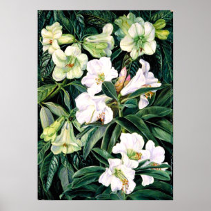 Poster Rhododendrons do Norte da Índia, arte botânica
