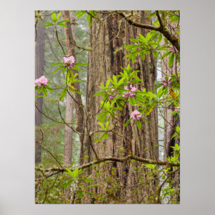 Poster Rhododendrons em Flor Parque Estadual Redwoods,