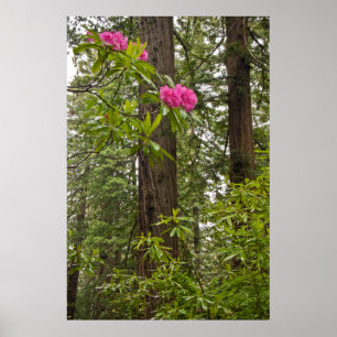 Pôster Rhododendrons Sangrando Com Árvores De Sequoias V