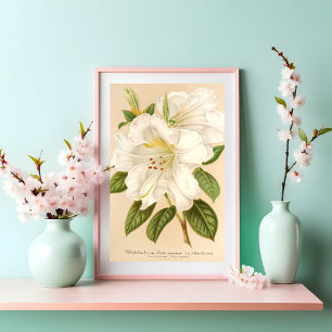 Poster Rhododendrum Sesterianum Arte Floral
