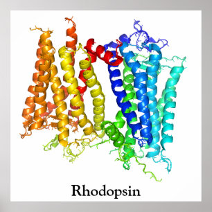 Poster Rhodopsina