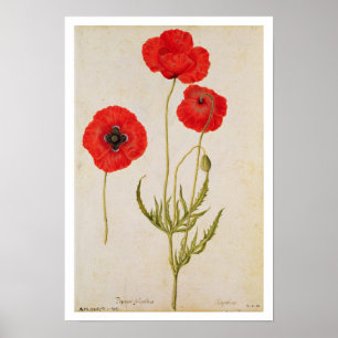 Poster Rhoeas de Papavar, c.1568