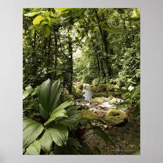 Poster riacho na floresta tropical, Dominica (Frente)