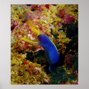 Pôster Ribbon Eel Rhinomuraena Quaesita Bernis Eel