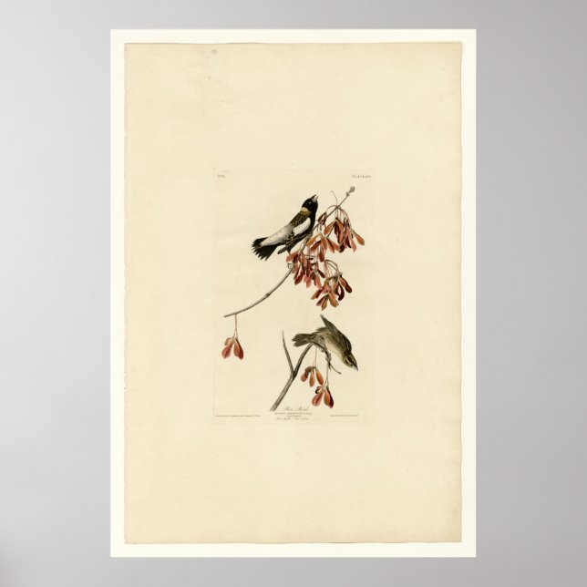 Pôster Rice Bird (Frente)