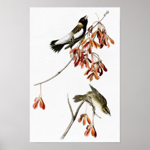 Poster Rice Bird John James Audubon Birds da América