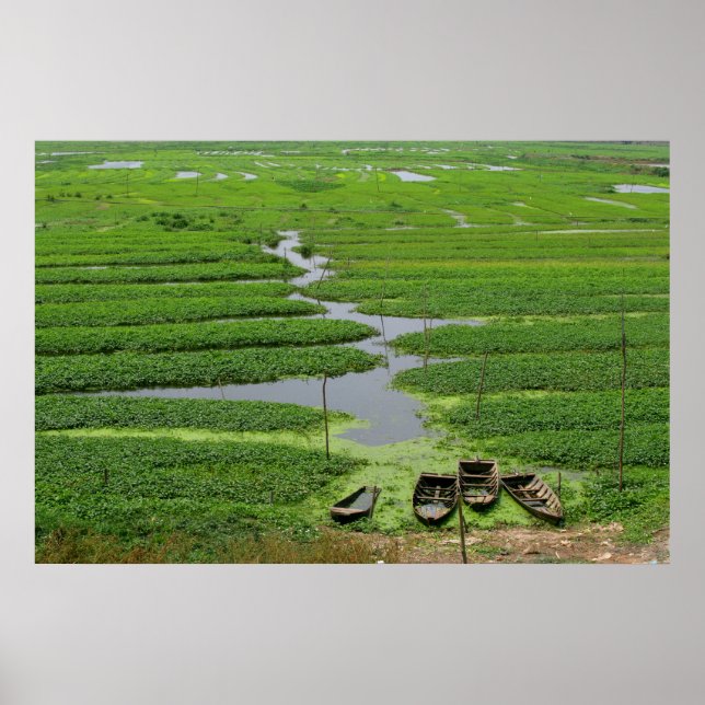 Poster rice fields in cambodia (Frente)