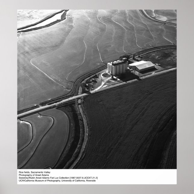 Pôster Rice Fields, Sacramento Valley, por Ansel Adams (Frente)