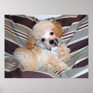 Pôster Rico Apricot Poodle Puppy.. falando