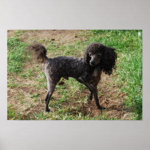 Poster Rico Black Toy Poodle Boy