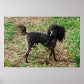 Poster Rico Black Toy Poodle Boy