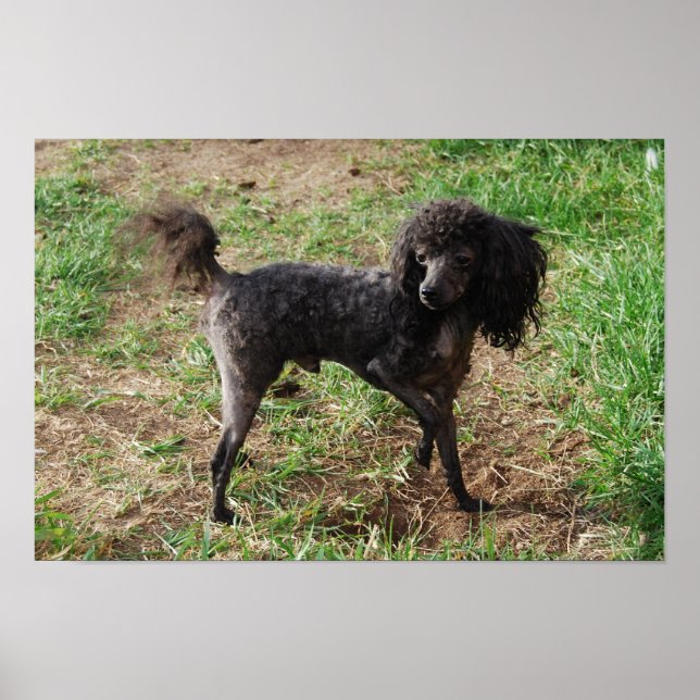 Poster Rico Black Toy Poodle Boy (Frente)