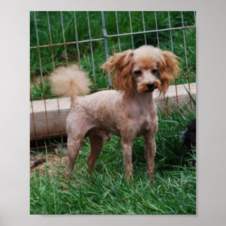 Poster Rico Red Apricot Toy Poodle Boy
