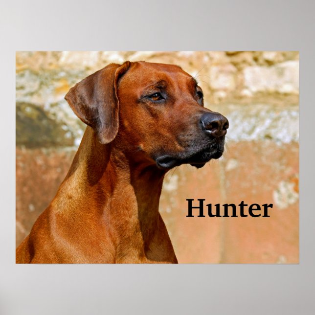 Poster Ridgeback Dog (Frente)