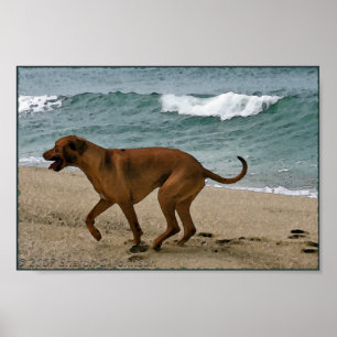 Pôster Ridgeback pelo mar