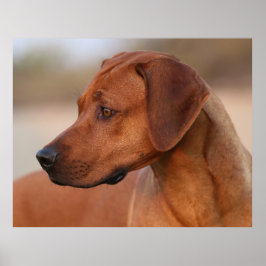 Poster Ridgeback rodesiano