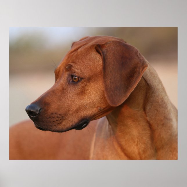Poster Ridgeback rodesiano (Frente)