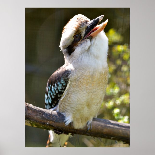 Poster Rindo de Kookaburra empoleirado no Squ postal (Frente)