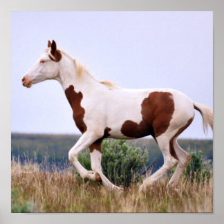 Pôster Rindo de Maiden