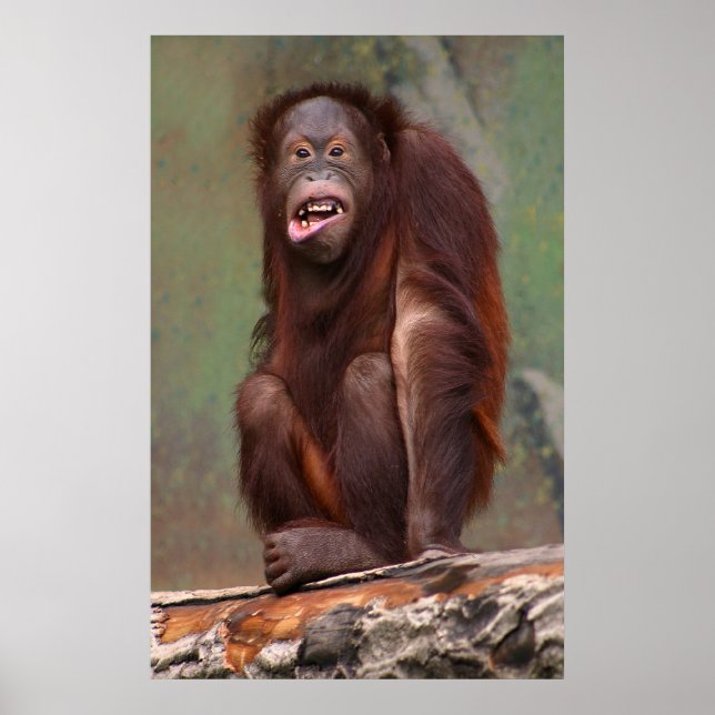 Poster Rindo de Orangutan (Frente)