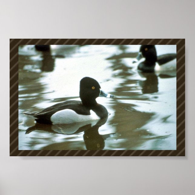 Poster Ring Necked Ducked (Frente)