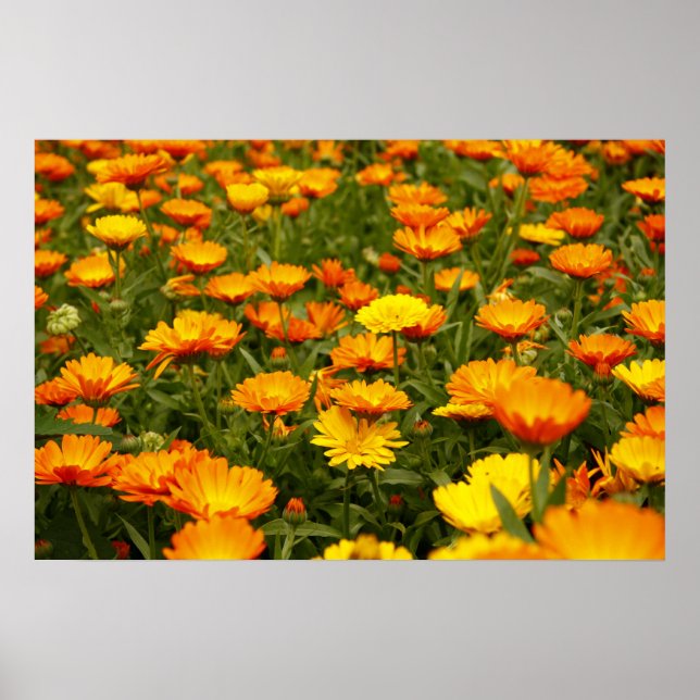 Poster Ringelblume (Frente)