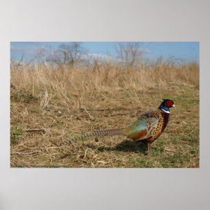 Pôster Ringneck Pheasant