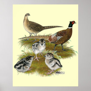 Pôster Ringneck Pheasant Family