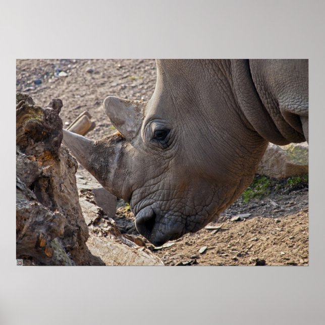 Poster Rinoceronte (Frente)